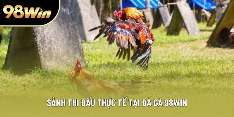 Sảnh thi đấu thực tế tại đá gà 98WIN Sảnh thi đấu thực tế tại đá gà 98WIN