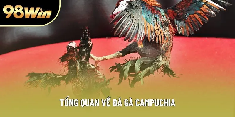 Tổng quan về đá gà Campuchia